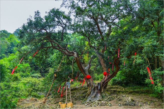 态协同”成就“两山”转化新模式CQ9电子有限公司稽东香榧“三(图4)