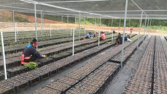 粤北山野“小辛香”如何迈向“大市场”CQ9电子app一颗山苍