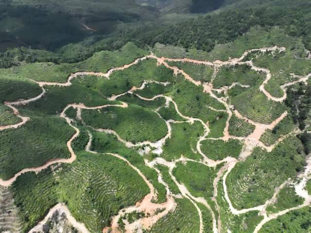 粤北山野“小辛香”如何迈向“大市场”CQ9电子app一颗山苍子的新生:(图2) 粤北山野“小辛香”如何迈向“大市场”CQ9电子app一颗山苍子的新生:(图2)