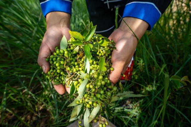 粤北山野“小辛香”如何迈向“大市场”CQ9电子app一颗山苍子的新生:(图3) 粤北山野“小辛香”如何迈向“大市场”CQ9电子app一颗山苍子的新生:(图3)